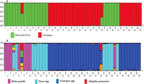 Figure 4. Grouping of samples using STRUCTURE software based on K = 2 (A); based on K = 7 (B).