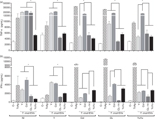 Fig. 9.  Trypanosoma cruzi EVs from Colombiana and Y strains display a higher pro-inflammatory activity in splenocytes derived from chronically infected mice. Cells were incubated with EVs (5 µg/mL) or total T. cruzi antigen (10 µg/mL) (positive control). Spleen cells from non-infected mice with and without the addition of a new stimulus were also used as controls. TNF-α (a) and IFN-γ (b) concentrations (pg/mL) were determined by CBA. Medium, negative control; TcAg, soluble trypomastigote antigen of T. cruzi; Bars express the mean value±SD of 2 separate studies (*p<0.05).