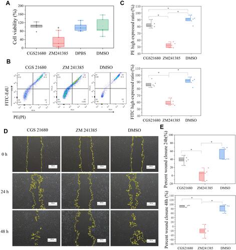 Figure 4 The role of ADA2AR on VECs viability and proliferation. (A) The box plots showed the CCK-8 assay results. ZM241385 suppressed the VECs viability but CGS21680 could not enhance cell viability in bone fracture environment in vitro. * p<0.05 compared with DMSO treatment. n=5 for each group. (B) The results of EdU and PI assay. CGS21680 could not enhance the FITC and PE expression in cells while ZM decreased the FITC and PE expression. (C) Half-box graphs analyzed the results of EdU and PI assay, *p<0.05. (D) Cell scratch assay results. CGS21680 could not promote wound closure and ZM 241385 inhibited wound closure at 24, 48h. Images ×40; original scale bar, 100 μm. (E) Half-box graphs showed the difference between groups, *p<0.05. n=5 for each group.