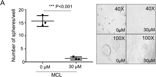 Figure 2 MCL impact on the HCC stemness. (A) Tumor sphere assay in suspension culture. By counting the number of spheroids in the condition of either 30 µM MCL treatment or DMSO only (0 µM), spheroid formation ability was evaluated. n= 3. Values represent the mean ± s.d. Unpaired t-test. p< 0.001. (B) FACS analysis for liver cancer cell stemness markers. Cells highly expressing liver cancer cell stemness markers such as CD44, EpCAM, and CD133 were analyzed in the condition of either 30 µM MCL treatment or DMSO only.