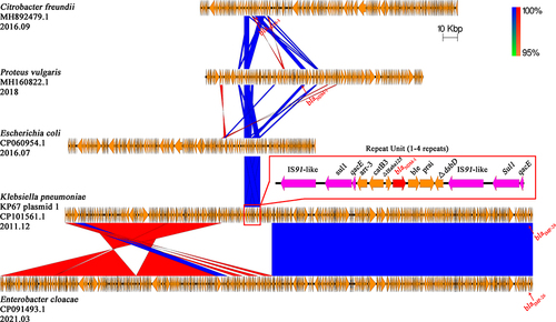 Figure 5 Comparison of the blaNDM-1 carrying KP67 plasmid 1 with other related plasmids The region spanning the blaNDM-1 on the KP67 plasmid 1 is detailed in the red box, and the repetitive elements are colored with purple. Other genes are depicted as arrows according to their direction of transcription and are shown in yellow. The blaNDM-1 and blaIMP-26 genes are emphasized by red arrows. Blue and red shadings indicate nucleotide identities among strains.