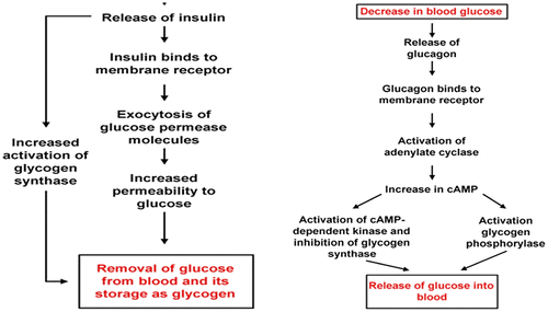 Figure 5. Role of insulin and glucagon in glucose regulation (Rajendran, Pharm, & Santhi, Citation1979).