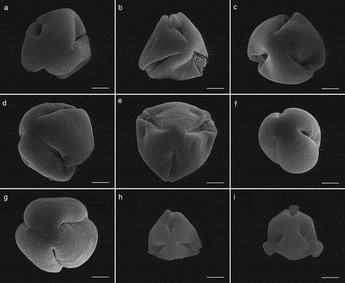 Figure 4. Pollen grains in polar view of Sorbus (SEM). S. alnifolia(a), S. amabilis(b), S. folgneri(c), S. koehneana(d), S. megalocarpa(e), S. meliosmifolia(f), S. prattii(g), S. sargentiana(h), S. scalaris(i). Scale bars−5 μm.