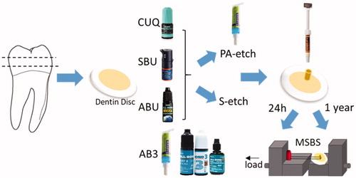 Figure 1. Schematic representation of study design. Microshear bond strength of adhesives to human dentin was measured 24 hour and one year after bonding with different adhesives.