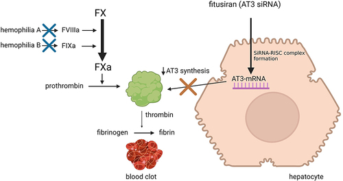 Figure 1 Diagram of the mechanism of action of fitusiran. After entering the hepatocyte the Ga1NAc- siRNA conjugate binds with a ribonucleoprotein forming a RNA-induced silencing complex (RISC). It targets AT3 mRNA and silences the gene, thus inhibiting antithrombin production. Consequently FIXa, Xa and thrombin lack inhibition and there is increased generation of thrombin to form blood clots. Created with BioRender.com.