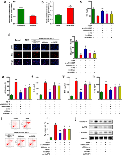 Figure 5. LINC00917 regulated the functions of the NPCs via miR-149-5p/NLRP1 axis. A-B Validation of transfection efficiency. C-D MTT and EdU assays were performed to measured the proliferation. E-H The LDH, IL-6, TNF-α, and IL-1β levels determined with corresponding kits. I The pyroptosis rate detected with flow cytometry. J The protein expressions of NLRP3, GSDMD-N and Caspase1 measured by Western blot. *P < 0.05, **P < 0.01 VS Control group; #P < 0.05, ##P < 0.01 VS TBHP group; $P < 0.05 VS TBHP+si-LINC00917+ inhibitor nc+oe-nc group.