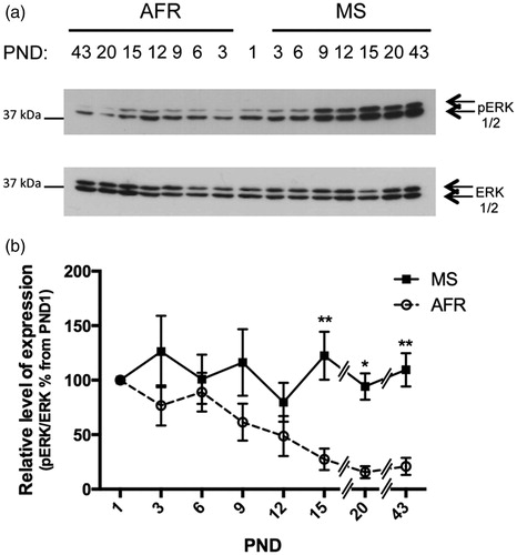 Figure 4. Effect of MS on the expression of survival active (phosphorylated) ERK1/2 kinase in early postnatal and young adult rat hypothalamus. Time course of expression of activated ERK1/2 (phosphorylated ERK1/2, pERK) levels in animal facility reared (AFR) and maternally separated (MS) rats. PND: postnatal day. (a) Representative Western blots illustrating immunoreactivity for pERK1/2 and total ERK1/2 from dissected hypothalamus. (b) Densitometric analysis of pERK1/2 immunoblots. Each age point indicates the ratio of the active protein to the total protein expressed as the relative level of expression, estimated as a percentage from PND 1. Data are mean ± SEM. Open circles correspond to AFR and black boxes to MS rats. Statistical analyses by factorial ANOVA was used to determine the effects of MS treatment, age and treatment × age on protein levels (Table 1): *p < 0.05 and **p < 0.01 versus AFR group (n = 6 rats per group per day).