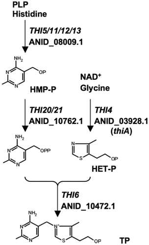 Fig. 1. Predicted genes involved in thiamine biosynthesis by A. nidulans.