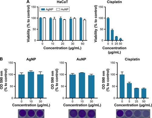 Figure 2 Cytotoxic effects of AgNPs and AuNPs on HaCaT human keratinocyte cells. Viability of the cells was detected by MTT assay after 24 h treatments of AgNPs or AuNPs (A). Cytotoxicity of AgNPs and AuNPs was determined by crystal violet staining; representative images of crystal violet stained cells are shown below column diagrams (B). Cisplatin was used as a positive control.Abbreviations: AgNP, silver nanoparticle; AuNP, gold nanoparticle; OD, optical density.