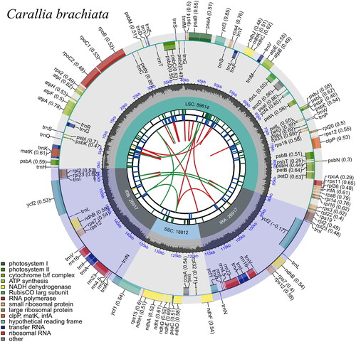 Figure 3. Circular representation of Carallia brachiata chloroplast genome, showing the clockwise (genes inside the circle) and counterclockwise (outside) transcribed genes. Colors identify genes from the same functional category, following the figure legends. In the inner circle, the dark and light grey bars indicate the guanine + cytosine and adenine + thymine content, respectively. IRa and IRb: inverted repeat regions; LSC: large single copy region; SSC: small single copy.