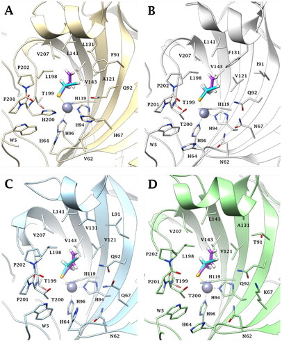 Figure 3. Predicted binding mode of propargyl selenol (violet) and allyl selenol (cyan) within the (A) CA I (yellow), (B) CA II (white), (C) CA IX (blue) and (D) CA XII (green) active site.