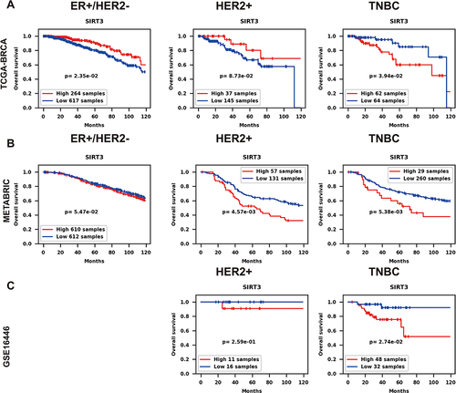 Figure 2 SIRT3 and overall survival of patients in ER+/HER2-, HER2+, TNBC from the TCGA-BRCA, METABRIC and GSE16446 cohorts. The Kaplan-Meier curves for the TCGA-BRCA (A), METABRIC (B) and GSE16446 (C) cohorts.