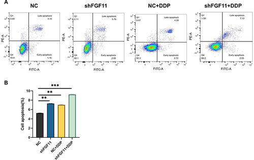 Figure 3 Downregulation of FGF11 could reverse DDP resistance via inducing cell apoptosis. (A and B) Cell apoptosis results in the NC, shFGF11, NC+DDP and shFGF11+DDP groups in ES-2 cells. **, P < 0.01, ***, P < 0.001.