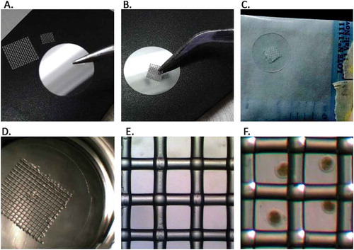Figure 1. Preparation of multiembryo chamber (MEC). (A) The image shows pieces of polyester mesh (290 µm aperture) cut in different sizes, according to the desired amount of embryos and the round glass cover (0.13–0.16 mm/13 mm thickness). (B) Polyester mesh is attached to glass coverslip using acetic curing silicon sealant. (C) MEC is autoclaved. (D) MEC is set into four-well plates. (E) Microscopic image of MEC. (F) Embryos set into MEC for embryo culture.