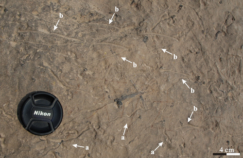 Figure 8. Gordia (a) and together with dichotomy traces (b) in the Taiyuan Formation L9 limestone of Jiaozuo area.