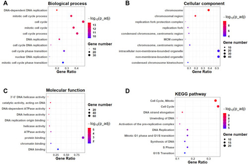 Figure 3 Functional enrichment analysis of the overlapping DEGs. The GO enrichment analysis of DEGs in the categories of (A) biological process, (B) cellular component and (C) molecular functions. The top 10 enriched GO terms in each category were shown. (D) The KEGG pathway enrichment analysis of the overlapping DEGs. The top 10 enriched KEGG pathways were shown.