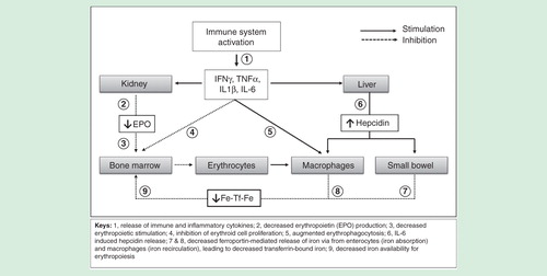 Figure 1. Physiopathology of anemia of chronic diseases.
