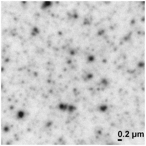 Figure 5 Transmission electron microscopy image of doxorubicin-loaded nuclear localization signal-conjugated cholesterol-modified glycol chitosan micelles (×20,000).