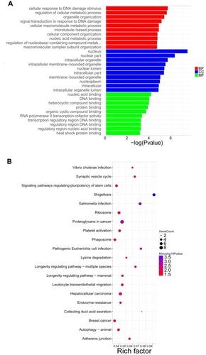 Figure 7 GO annotation and KEGG pathway analysis of the porous Se@SiO2 NPs treatment in LPS-stimulated AECs. (A) GO enrichment analysis. (B) KEGG pathway analysis.