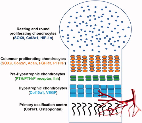 Figure 1. Schematic representation of the formation of the growth plate during endochondral bone development. In the resting zone, chondrocytes have a round shape and they mainly express SOX9, Col2a1 and HIF-1α. In the proliferating layer, chondrocytes express SOX9, Acan, Col2a1, PTHrP, FGFR3; they assume a cuboidal shape, progressively pile up in columns. Columnar chondrocytes stop proliferating and they firstly become pre-hypertrophic cells, which express PTHrP receptor and Ihh. These cells terminally differentiate into hypertrophic cells, which express Col10a1 and VEGF; thus promoting angiogenesis. Lastly, hypertrophic cells are progressively replaced by osteoblasts expressing Col1a1 and osteopontin.