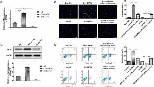 Figure 5. BATF2 increases the apoptosis of FLSs. (a) qRT-PCR analysis was used to detect the expression of BATF2 in the Over-BATF2 group and Sh-BATF2 group. (b) Western blot was used to detect the expression of BATF2 in the Over-BATF2 group and Sh-BATF2 group. GAPDH was set as the control. (c) TUNEL analysis to detect the percentage of apoptotic FLSs in the Over-NC, Over-BATF2, Over-BATF2+ miR-5189-3p mimic, Sh-NC, Sh-BATF2, and Sh-BATF2+ miR-5189-3p inhibitor groups. (d) Flow cytometry was used to detect the apoptosis rate of FLSs. The data were expressed as mean ± SEM. *p < 0.05, **p < 0.01, ***p < 0.001, ****p < 0.0001, Over-BATF2 group or Sh-BATF2 group vs NC group; Over-BATF2+ miR-5189-3p mimics group vs Over-BATF2 group, Sh-BATF2+ miR-5189-3p inhibitor group vs Sh-BATF2 group.