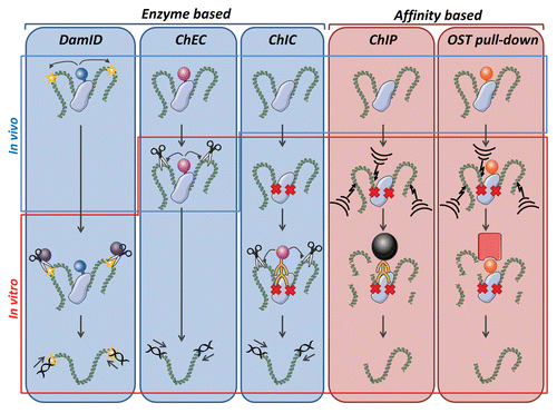 Figure 2 Schematic overview of techniques to identify chromatin interactions, which are categorized in enzymatic- and affinity-based approaches. For DamIDCitation58 a DNA adenine methyltransferase (Dam) tag (ball on stick) is fused to the protein of interest and adenylates (star) bound chromatin in vivo, enabling in vitro selective DpnI (scissor) restriction and subsequent amplification of restricted chromatin by ligation mediated PCR (LMPCR). For in vivo chromatin endogenous cleavage (ChEC)Citation63 a protein of interest is fused to a micrococcal nuclease (MNase) tag, which introduces DNA double strand breaks (scissors) upon introduction of calcium chloride to weakly permeabilized cells. Due to the mild permeabilization of cells prior to addition of calcium chloride for activation, the MNase digestion step is indicated as being partially in vitro and in vivo. Restricted DNA is amplified by LMPCR. For chromatin immunocleavage (ChIC)Citation63 cells are cross-linked (crosses). In vitro, MNase-conjugated antibody interacts with the epitope of interest and induces DNA breaks enabling LMPCR amplification of cleaved chromatin. For chromatin immunoprecipitation (ChIP) chromatin-protein interactions are cross-linked and chromatin is randomly sheared, typically by ultrasonication, (lightning arrow and stripes). Antibodies are used to precipitate the endogenous protein of interest with the help of antibody binding beads (big ball). In a OneSTrEP (OST) pull-down a OST-tagged protein is expressed.Citation58 Cells are cross-linked and ultrasonicated. The OST-protein is highly efficiently precipitated by a streptactin matrix (big square).