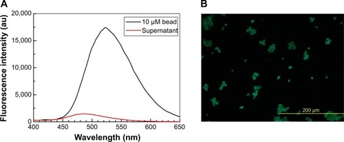 Figure 3 (A) Fluorescence spectra of microbeads infused with Ds-pip and supernatant. (B) Fluorescence microscopic image of microbeads incorporated with Ds-pip.Abbreviations: au, arbitrary units; Ds-pip, dansyl-piperazine.