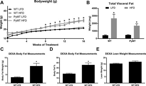 Figure 1. Body weight characteristics for pre-menopausal experiment. WT and PyMT mice were fed either a LFD or HFD for 16 weeks. Body weight was monitored weekly for all groups. Body composition for WT mice was assessed at the conclusion of the study (20 weeks of age); PyMT groups were not analyzed for body composition as the tumors can alter lean mass calculations. Visceral fat pads were removed and weighed at the end of the 16 week diet treatment. a. Body weight in grams. b. Total absolute weight of visceral fat pads. c. Body composition analysis of WT mice, Body fat in grams. d. Body fat percentage. E. Lean weight in grams. *main effect of diet. Data are represented as ±SEM, WT LFD, n = 8 WT HFD, n = 8 PyMT LFD, n = 12 PyMT HFD, n = 15.