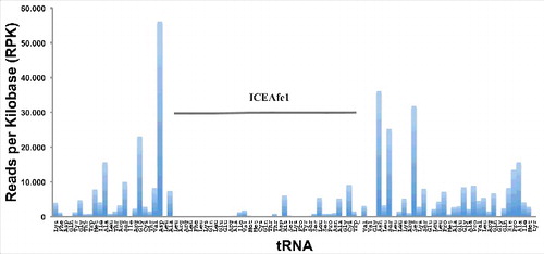 Figure 3. Expression level of tRNAs from A. ferrooxidans. Number of reads for each tRNA from RNA-seq, ordered as they are organized in the genome. Data of reads for each tRNA are in S2 Table 1. Horizontal bar points out the tRNAs encoded within ICEAfe1.