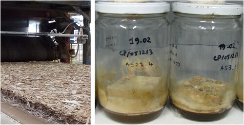 Figure 2. Left: mattress made of poplar and sweet chestnut strands entering the continuous pressing phase. Right: specimens subjected to a durability test with Coniophora puteana according to the EN113-3 standard.