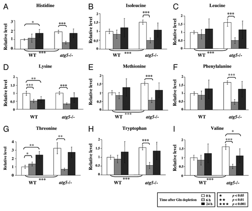 Figure 2. Autophagy deficiency leads to higher intake of EAA and reduced EAA levels under glutamine depletion. WT and atg5−/− MEFs were grown in serum-supplemented DMEM without glutamine for 0, 6 and 24 h in five replicates. Relative quantification of (A) histidine, (B) isoleucine, (C) leucine, (D) lysine, (E) methionine, (F) phenylalanine, (G) threonine, (H) tryptophan and (I) valine was performed, and the relative levels were determined by setting the levels in non-treated WT MEFs as 1. *p < 0.05; **p < 0.01; ***p < 0.001; Gln, glutamine; n = 15.