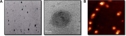 Figure 2 Chitosan–plasmid nanoparticles: (A) transmission electron microscopy; (B) atomic force microscopy.
