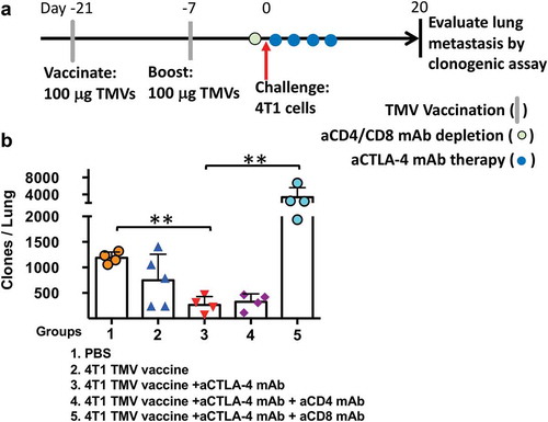 Figure 5. The depletion of CD8 T cells abrogates the impact of immunotherapy on 4T1 metastasis. (a) Immunotherapy, cell depletion, and tumor challenge protocol design. (b) Metastasis evaluated using a clonogenic assay at d 20 post orthotopic challenge with 4T1 cells. Statistical differences were calculated using t-test. **p < .01, n = 4–5.