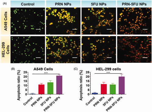 Figure 5. Assessment of apoptosis in human lung carcinoma cells (HEL-299 and A549) were treated with synthesized nanoparticles. HEL-299 and A549 cells incubated at 37 °C for 24 h with different nanoparticles (control, 5FU NMs, PRN NMs, and PRN-5FU NMs) for 24 h. The living cells are stained in green by AO, whereas the dead cells are stained in red by EB. The scale bar represents 20 μM.