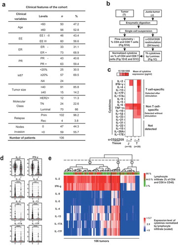 Figure 1. Th1, Th2 and Th17 cells infiltrate the breast cancer microenvironment.(a) Clinical variables of the 106 patients included in the study. Age and tumor size units are, respectively, years and millimeters. (b) Overview of the experimental approach and data transformation performed in Figure 1. (c) Analysis of the supernatant for 19 different cytokines in 20 tumoral and 18 juxta-tumoral tissues stimulated or not during 24 h with agonist anti-CD3/anti-CD28 coated beads. (d) Paired comparison using a Wilcoxon-Mann-Whitney test between tumor and juxta-tumor samples (n = 106 patients) for all T cell-specific cytokines. Concentrations for each cytokines were normalized by the percentage of CD4 plus CD8 T cells among living cells infiltrating the tissue (Supplementary Figure S1 A) on the log scale. (e) Heatmap of T cell-specific cytokines log-transformed and normalized expression (as in Figure 1(d)) in stimulated breast cancer tumor samples. T samples (n = 106) are represented in columns while cytokines are presented in rows. Clustering was made using a metrics based on Pearson correlation coefficients. Significance was annotated as follows: * P ≤ 0.05; ** P ≤ 0.01; *** P≤ 0.001. EE: Elston Ellis Grade; ER: Estrogen receptor; PR: Progesterone receptor; HER2+: Her2 amplified; TN: Triple negative; Prim: Primitive; Rel: Relapse; T: Tumor; J: Juxta-tumor; NA: Not available.