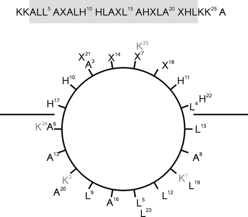 Figure 1.  Sequence and helical wheel diagram of LAH4X4 peptides. Whereas the hydrophobic side B consists of leucines and alanines, face A is assembled from the amino acids X and flanked by two histidines on each side.