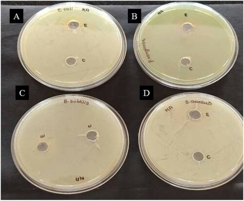 Figure 6. Agar well diffusion assay revealing the lack of antibacterial activity of amylase enzyme on (A) E. coli (B) P. aeruginosa (C) B. subtilis and (D) S. aureus. Wells E and C contained 100 µL of partially purified and crude amylase enzyme, respectively.