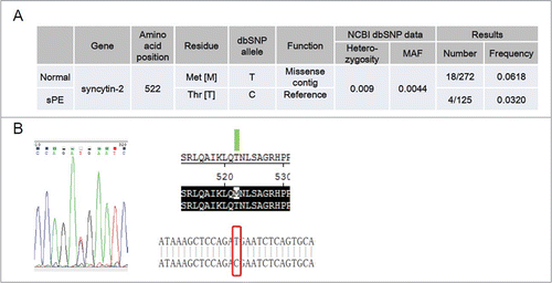 Figure 6. Identification of heterozygous carriers of syncytin-2 T522M (rs138651238) in normal pregnant women and severe pre-eclamptic (sPE) patients. (A) Frequency of T522M in normal pregnant women (n = 272) and sPE patients (n = 125). (B) Sequencing of syncytin-2 coding region revealed a C > T single-nucleotide polymorphism with amino acid substitution at 522 (T522M). MAF, minor allele frequency.