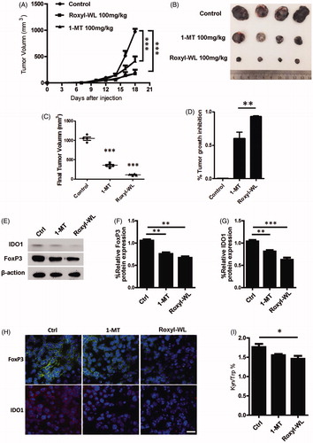 Figure 4. IDO1 inhibition with Roxyl-WL suppressed tumour growth with immune efficacy in B16F10 tumour-bearing mice model. (A) Single-agent Roxyl-WL suppressed tumour growth effectively. (B) Representative photograph of excised tumours (n = 4) for each treatment group at day 10. (C) Volumes of final excised tumours for each treatment group at day 10. (D) Tumour growth inhibition (%) for each treatment group. (E) Roxyl-WL treatment led to decreased IDO1 and Foxp3 protein expression in the tumour tissues. (F,G) Average values of three independent experiments are shown in the graph E. Error bars represent standard deviation. (H) Roxyl-WL treatment led to decreased IDO1 and Foxp3 expression by immunofluorescence analysis. Scale bar = 30 μm. (I) Kyn/Trp ratios were calculated after 10 days of treatment. Plasma was harvested and Kyn and Trp levels were determined by HPLC.