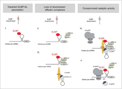 Figure 2. Different models of how loss of SLBP monoubiquitination by CRL4WDR23 may lower histone mRNA processing activity. Given that CRL4WDR23 targets the RBD of SLBP, it is conceivable that ubiquitination positively influences SL binding by lowering the dissociation rate of SLBP for the SL (i.). Although SLBP has an intrinsic affinity for the SL, reinforcement of this interaction might stabilize SLBP-mRNA association until the histone transcripts are translated in the cytoplasm. Alternatively, exposed ubiquitin moieties on SLBP might create binding sites for the components of the endonucleotytic machinery, in particular the CCC (ii.) and/or U7 snRNP (iii.). In each case, poor recruitment of one or both complexes would cause a severe block to mRNA cleavage. It is also conceivable that the lack of SLBP monoubiquitination leaves the initial assembly of the endonucleolytic machinery unperturbed, but has effects on its processivity. In cells, the cleavage of histone pre-mRNA is greatly enhanced by the recruitment of the spliceosomal U2 snRNP complex upstream of the SL. Ubiquitinated SLBP might thus contribute to this step, either by exposing an additional binding site for U2 snRNP or by together configuring an overall architecture that favors CCC/U7 snRNP-dependent histone mRNA cleavage (iv.). Lastly, the U2 snRNP complex contains the DEAH box helicase hPrp43, and its RNA helicase activity was previously suggested to facilitate the disassembly of the cleavage machinery before the export of the mature histone transcript. Ubiquitinated SLBP might block the catalytic activity of hPrp43 to allow completion of the cleavage reaction. Hence, a defect in SLBP ubiquitination would lead to constitutive hPrp43 helicase activity and the premature release of individual subcomplexes from the mRNA (v.).