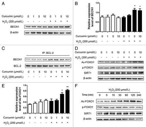 Figure 4. Curcumin promotes BECN1 expression and mediates BECN1-BCL-2 interactions in HUVECs and escalated cytoplasmic deacetylation of the FOXO1 level in autophagy. (A) Representative western blot analysis for BECN1 and β-actin in curcumin-treated HUVECs stressed by H2O2 (200 μmol/L). Total cell lysates from different curcumin concentration-treated HUVECs were collected and subjected to western blot analysis. (B) Densitometric analysis was used to quantify the levels of BECN1. Values are expressed as the mean ± SD, n = 3; *p < 0.05, vs. H2O2 alone group. (C) Co-immunoprecipitation of BECN1 and BCL-2 in HUVECs. Cells were treated as above, the cell lysate was extracted for co-immunoprecipitation with anti-BCL-2, followed by probing with anti-BECN1. Western blot analyzed the expression of acetylation of FOXO1, phosphorylation of FOXO1and SIRT1, (D and E) either with different concentrations (1, 5, 10 μmol/L) of curcumin for 24 h stimulated with H2O2 (200 μmol/L) for 4 h, (F) or 5 μmol/L curcumin for 24 h stimulated with H2O2 (200 μmol/L) for 4 h at different time points of H2O2 (200 μmol/L) stimulation. Values are expressed as the mean ± SD, n = 3; *p < 0.05, **p < 0.01 vs. H2O2 alone group.