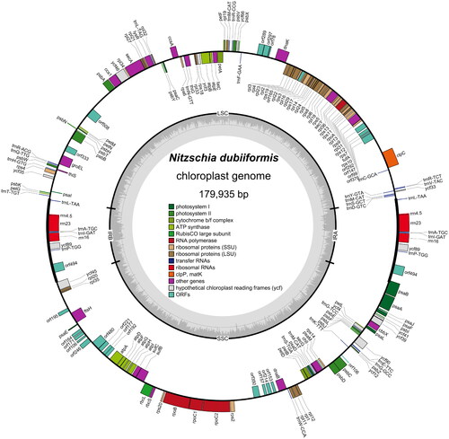 Figure 2. Chloroplast genome map of N. dubiiformis. Genes are color coded by their function in the legend. Inverted repeat (IR), small single-copy (SSC), and large single-copy (LSC) regions are indicated.