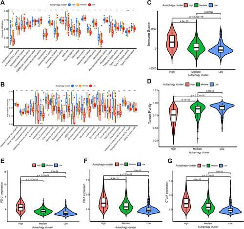 Figure 3 Differences in tumor microenvironment (TME) infiltration cell characteristics between autophagy clusters. (A)The boxplot showed the fraction of tumor immune infiltrating cells in the autophagy clusters. (B) The activities of anti-cancer immune response among the three autophagy clusters. (C and D) The violin plot displayed Immune Score and Tumor Purity among the three immune clusters were analyzed and visualized. (E–G) The violin plot showed the differential expressions of immune checkpoint gene, including PD-L1 (E), PD-1 (F), CTLA4 (G) in the three autophagy clusters, which showed that the expression of immune checkpoint genes in autophagy-High subgroup was significantly higher than the autophagy-Mediate and -low subgroups. *P<0.05, ***p < 0.001.