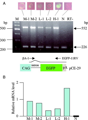 Figure 4.  Semiquantitative RT-PCR analysis of EGFP and β-actin gene expression in GTOVE-derived blastocysts. A) A single blastocyst was subjected to lysis and subsequent RT-PCR for amplification of portions of EGFP (552 bp) and β-actin (226 bp) mRNAs, as described in Materials and Methods. M, 100-bp ladder markers; lane H-1, blastocyst strongly expressing EGFP; lanes M-1 to M-2, blastocysts moderately expressing EGFP; lane L-1 to L-2, blastocysts faintly expressing EGFP; lane N, non-transgenic blastocyst; lane RT-, distilled water (negative control). Below the RT-PCR data, a schematic representation of the structure of pCE-29 is shown. mRNA generated from the CAG promoter becomes mature after splicing at the 1st intron. The positions of βA-1 and EGFP-11RV primers are shown above the vector. CAG, cytomegalovirus enhancer and chicken β-actin promoter; EGFP, EGFP cDNA; pA, poly(A) site. B) Relative mRNA levels after normalization to levels of β-actin mRNA. Densitometric analysis of experiments was performed using Image J software and the data were shown as graphs. The EGFP mRNA band in the control (N) was set at ‘0’. GTOVE: gene transfer to the oviductal epithelium and subsequent in vivo electroporation