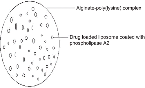 Figure 4.  Schematic representation of liposome-loaded alginate–poly (L-lysine). microcapsules.