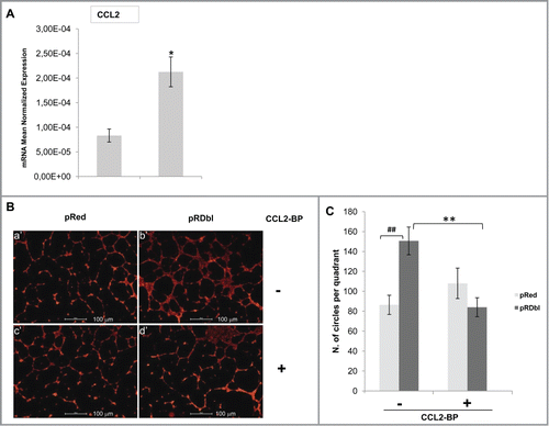 Figure 9. CCL2 stimulates pseudocapillary tube formation. (A) qRT-PCR analysis of CCL2 gene. 2 μg of total RNA were reverse-transcribed and qRT-PCR was conducted in triplicate. Expression changes of genes were evaluated in relation to the values obtained in parallel for 2 reference genes. The mean values (±SD) are indicated. *P < 0.05. (B) Endothelial cell organization on Matrigel in the co-culture system with pRed or pRDbl MCF-10 A. HUVECs were seeded on Matrigel layers and maintained for 18 h in the presence of pRed (a′,c′) or pRDbl MCF-10 A(b′,d′) cells. Where indicated 1 μg/ml of CCL2 blocking peptide (CCL2-BP) was added (c′,d′). Scale bar: 100 μm. (C) Data in the graph are reported as angiogenic index, calculated as the number of complete circles counted/field at 4X magnification by image analysis. ##P < 0.01 **P < 0.05.