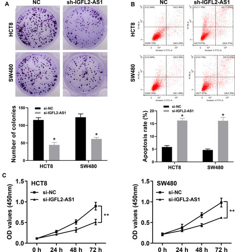 Figure 5 IGFL2-AS1 promotes proliferation of COAD cells.