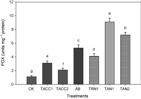 Figure 18. Comparative effectiveness of ACC-deaminase and/or nitrogen fixing rhizobacteria on peroxidase activity. Different letters (a–g) on bars indicate significant differences of mean values for seedling fresh weight. Bars represent standard errors.CK, control; AB, Azotobacter