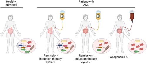 Figure 2. Peri-transplant microbiome injury. A typical schedule for the treatment of acute myeloid leukemia (AML) is depicted, with two AML remission-induction chemotherapy cycles followed by allogeneic HCT. Repeated cycles of remission-induction chemotherapy and subsequent allogeneic HCT are associated with alterations in diet and necessitate the use of antibiotics, anti-emetics, and other drugs that lead to loss of microbiome diversity. In addition, chemotherapy and radiotherapy directly damage the microbiome. Created with BioRender.com.