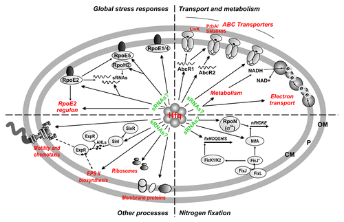 Figure 7. Summary of the Hfq–RNA interactions in S. meliloti. Double arrowheads stand for direct targeting by Hfq of sRNAs and mRNAs encoding transport and metabolic enzymes, proteins of the ExpR/Sin and global stress regulons, regulators of nitrogen fixation, and ribosome and membrane components. Single arrowheads denote reported transcriptional regulation. Hfq-bound sRNAs could be on the basis of the post-transcriptional regulation of some mRNA genes. This work extended the list of validated AbcR1/2 targets to the prbA and SMa0495 ABC transporter mRNAs. OM, outer membrane; P, periplasmic space; CM; cytoplasmic membrane.